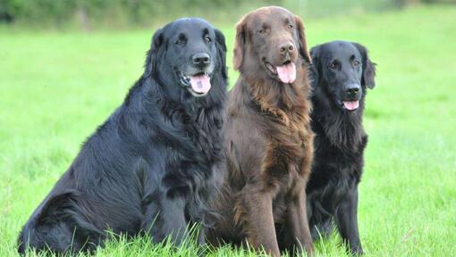 Flat Coated Retriever - Informasjon om hunderasen | Purina NO