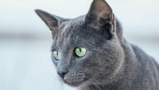 Russisk blå katt ser på noen