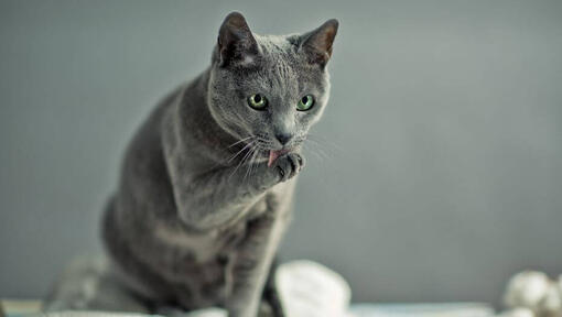 Russisk blå katt vasker poter