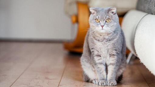 Scottish Fold katt står på gulvet