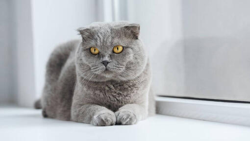 Scottish Fold katt ligger på vinduskarmen