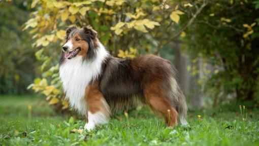 Shetland Sheepdog står i parken