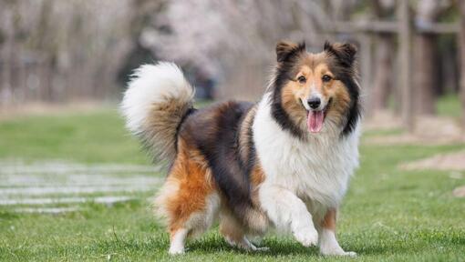 Shetland Sheepdog går på grønt gress