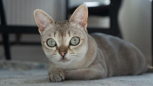 Singapura cat is lying on a carpet