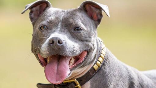 Staffordshire Bull Terrier