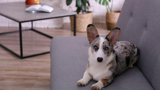 Welsh Corgi (Cardigan)
