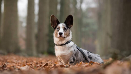 Welsh Corgi (Cardigan)