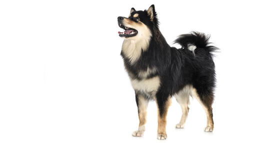 Finsk Lapphund