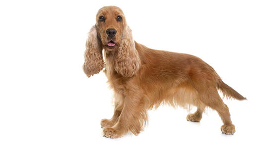 Cocker Spaniel (Engelsk)