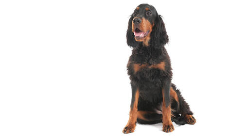 Gordon Setter