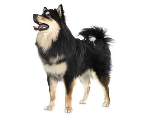 Finsk Lapphund