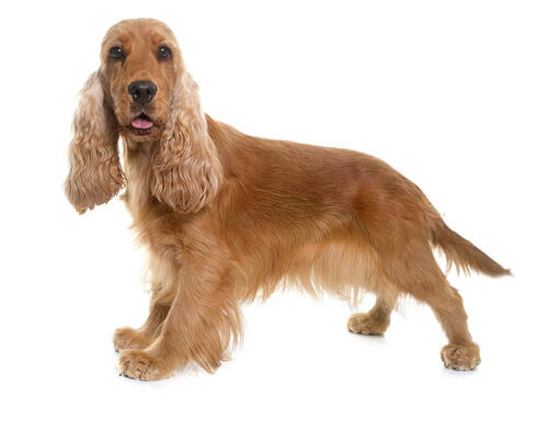 Cocker Spaniel (Engelsk)