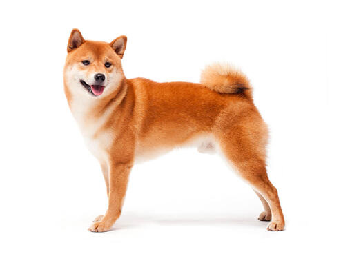 Japansk Shiba