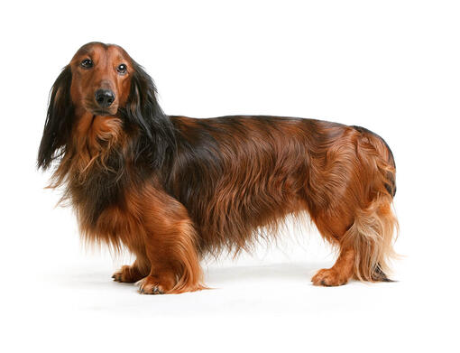 Langhåret dachshund
