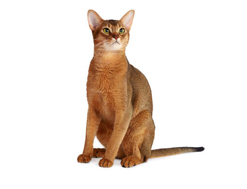 Abyssiner