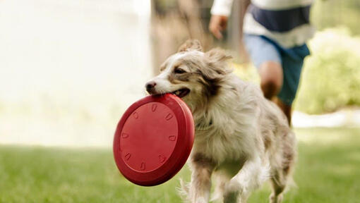 Collie kjører med frisbee