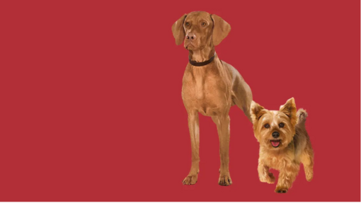 PURINA ONE heltebilde
