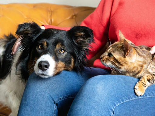 Hund og katt i eiers fang