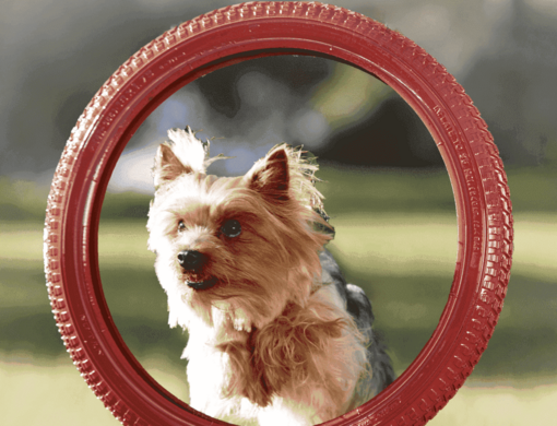 Purina One hund