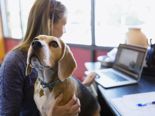 Kvinne med beagle som jobber på bærbar PC