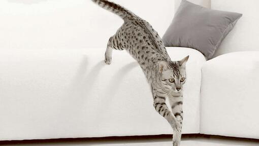 Katt som hopper fra sofaen