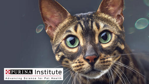 Purina Institute logo og katt