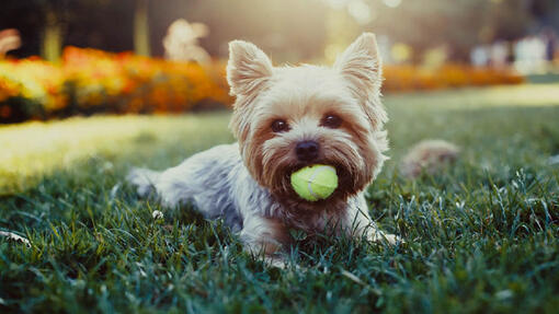Hund som ligger på gress med tennisball