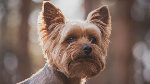 Yorkshire Terrier ser i det fjerne