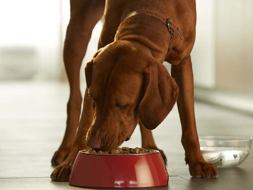 PURINA ONE Mini Hundemat
