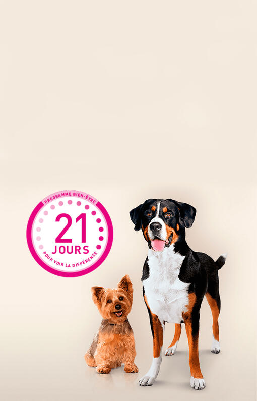 Ta Purina ONE 3 week challenge 