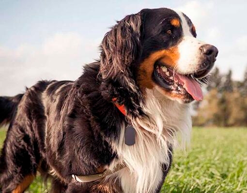 Gi din medium/maxi hund det den trenger