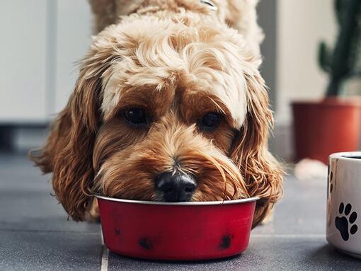 Hund spiser mat fra rød bolle