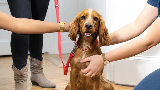 Spaniel blir strøket