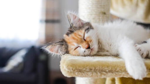 Kan Katter Ha Drømmer og Mareritt? 