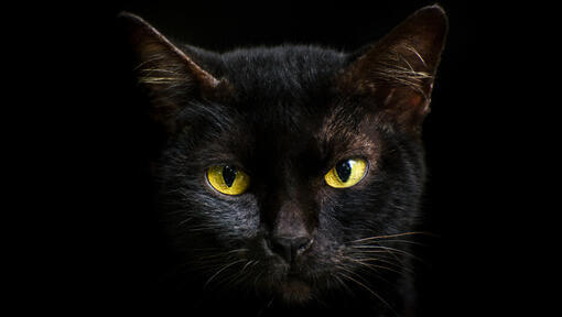 Kan Katter Se i Mørket? 