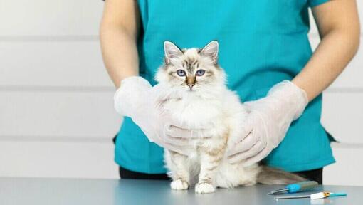 Katten satt ved veterinærens bord