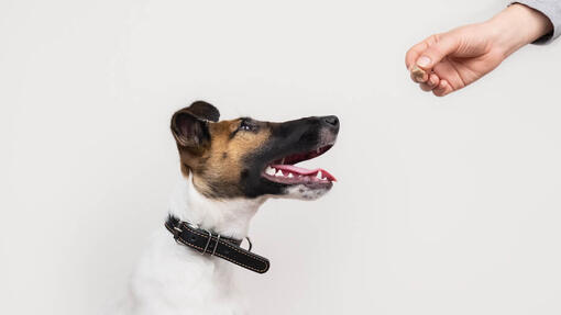Hund ser på godbit