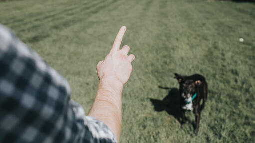 Mann lærer en hund å sitte