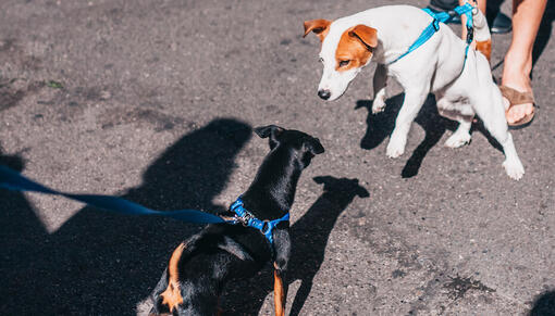 Hundehunder møtes mens de er på tur