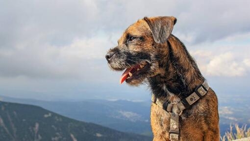 border terrier