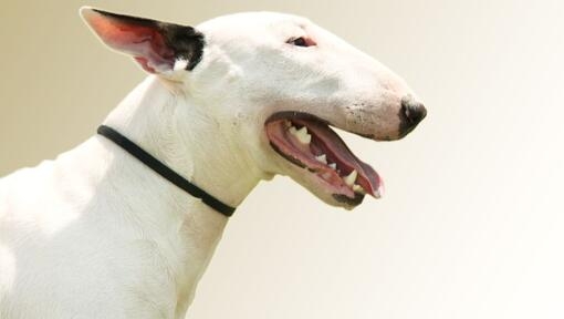Bull Terrier