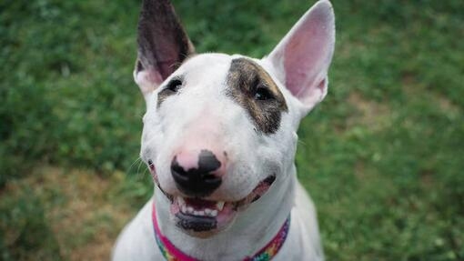 Bull Terrier