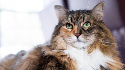 Norske Skogkatten