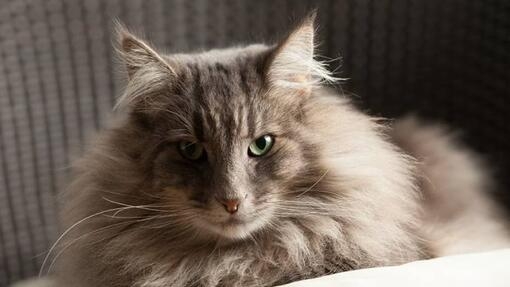 Norske Skogkatten
