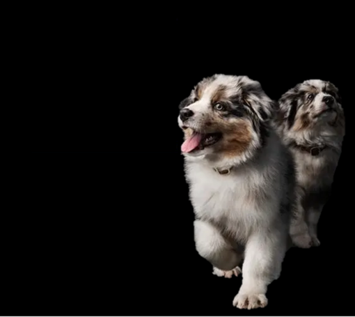 PRO PLAN Oppdretterklubb