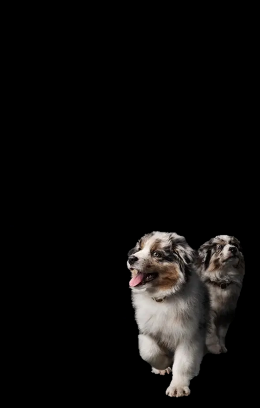 PRO PLAN Oppdretterklubb