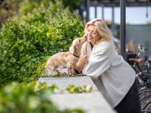 Kvinnehånd mot hundens pote