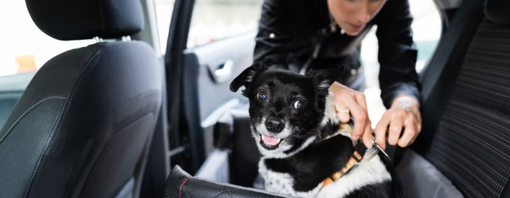 Gode råd til sikker kjøring med hund i bil