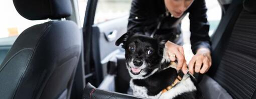 Gode råd til sikker kjøring med hund i bil