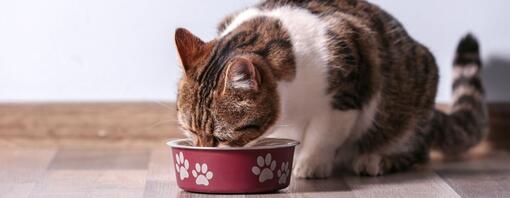 Probiotika for katter